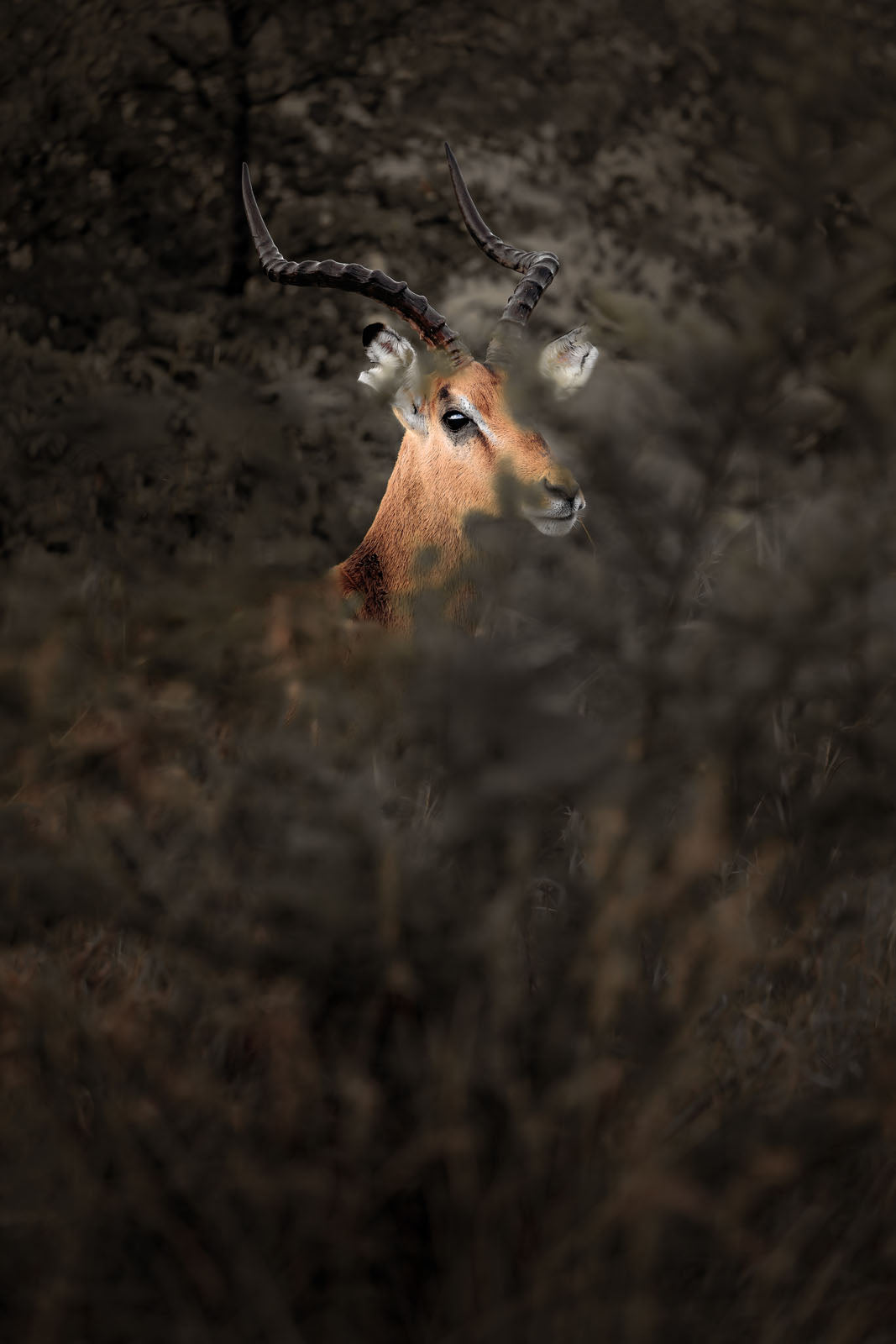 WL079
