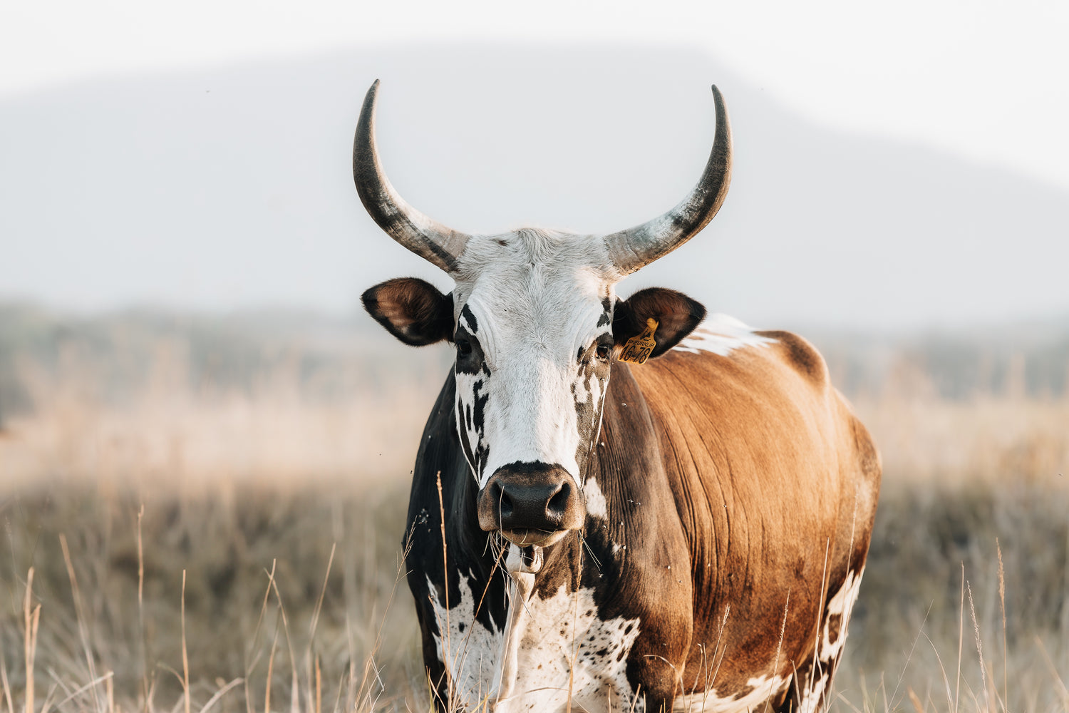 Nguni