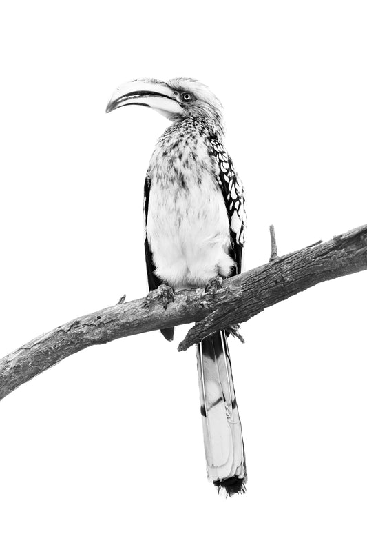 Chirpy BW