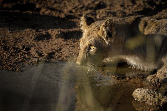 Melodramatic Drinking