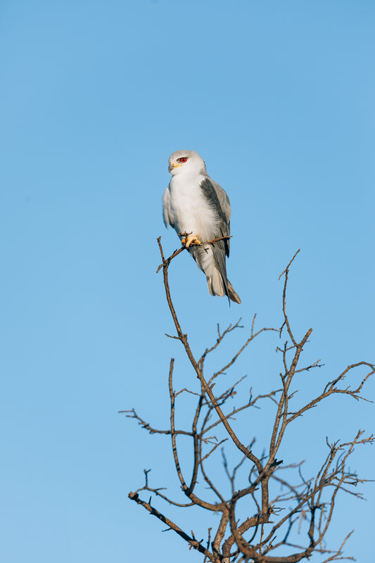 Stealthy White-Bellied Cocklesnatch