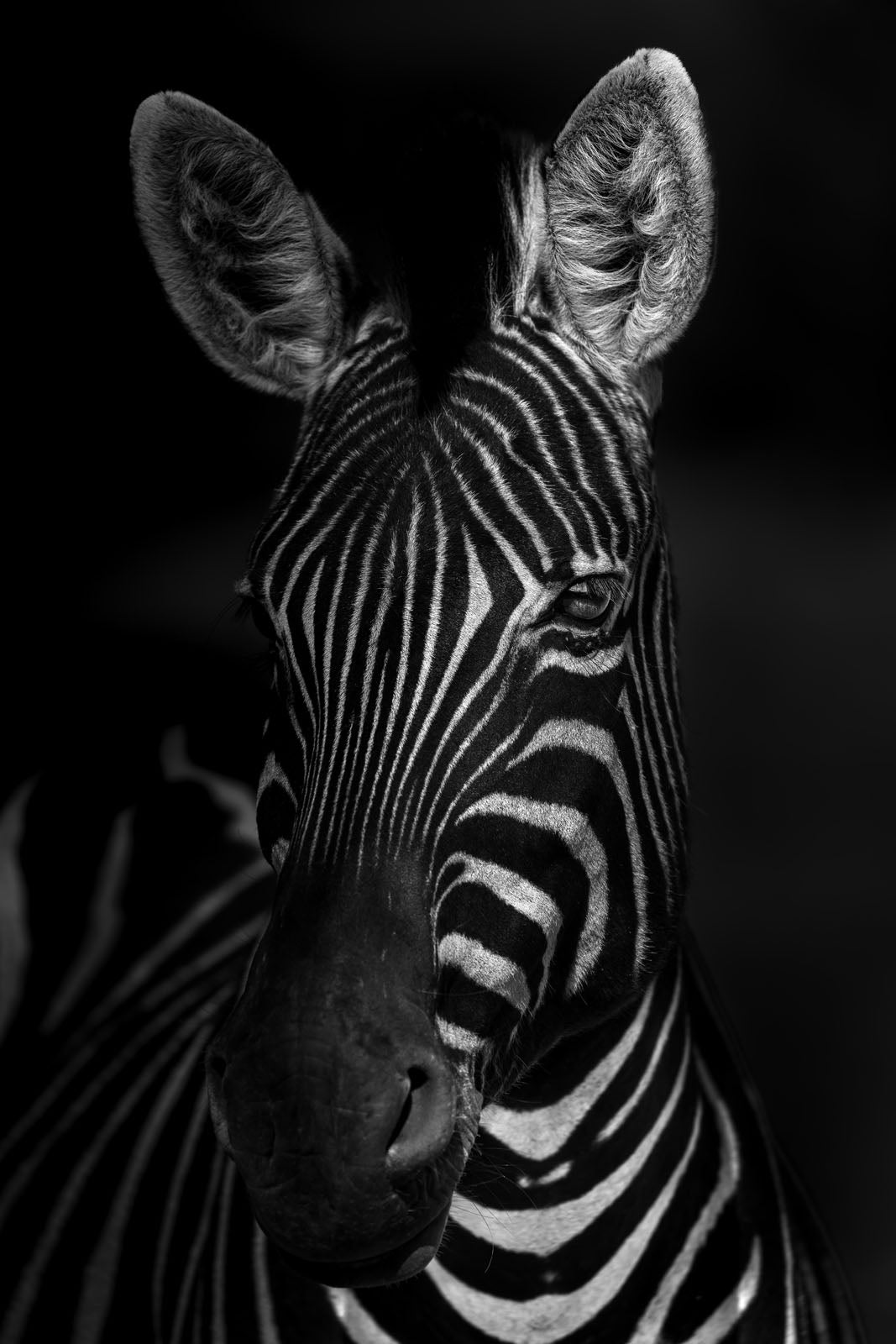 WL141