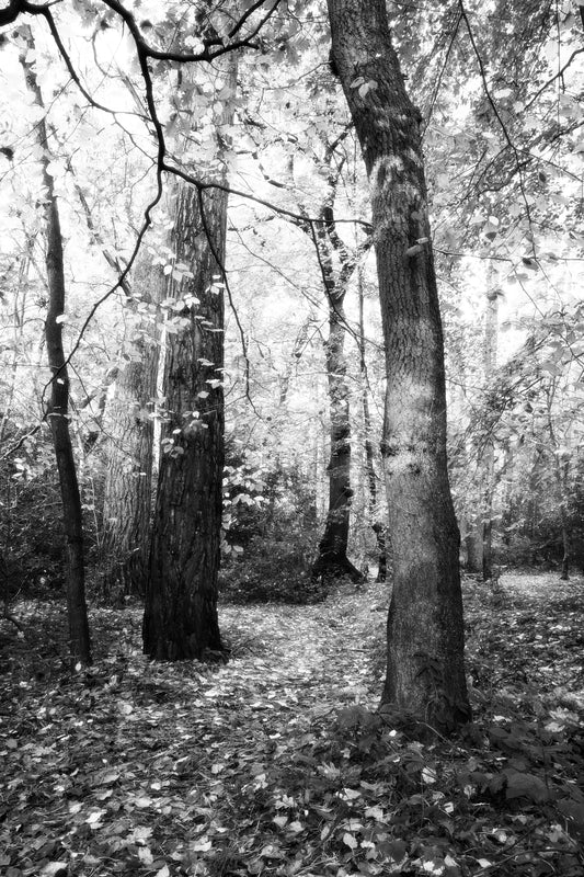 Woodlands BW